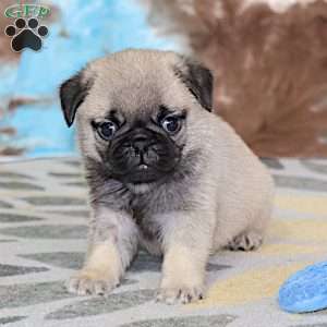 Monty, Pug Puppy